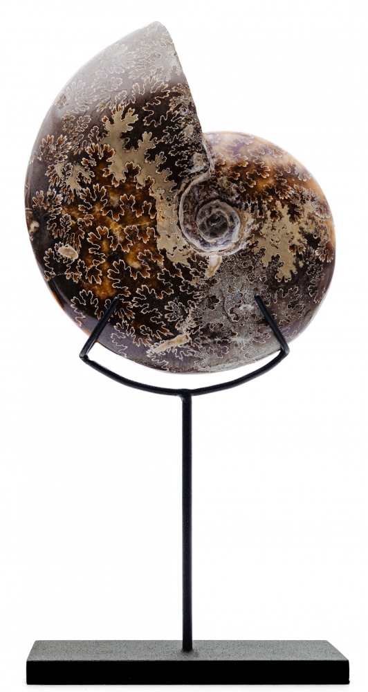 Аммонит Cleoniceras sp.