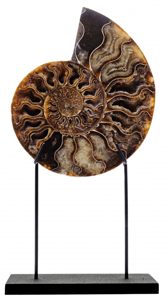 Аммонит Cleoniceras sp.