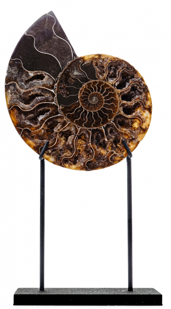 Аммонит Cleoniceras sp.