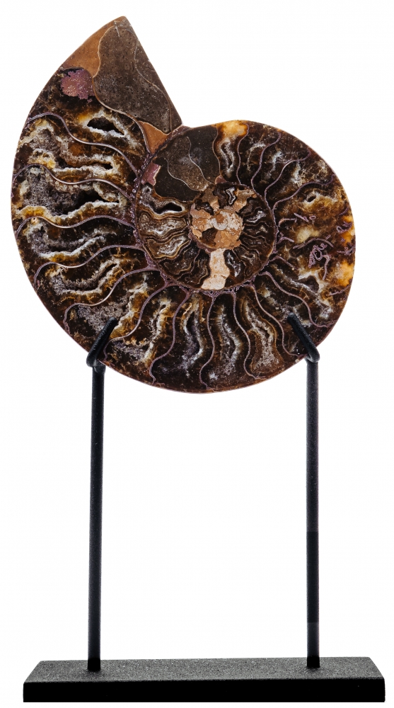 Аммонит Cleoniceras sp.