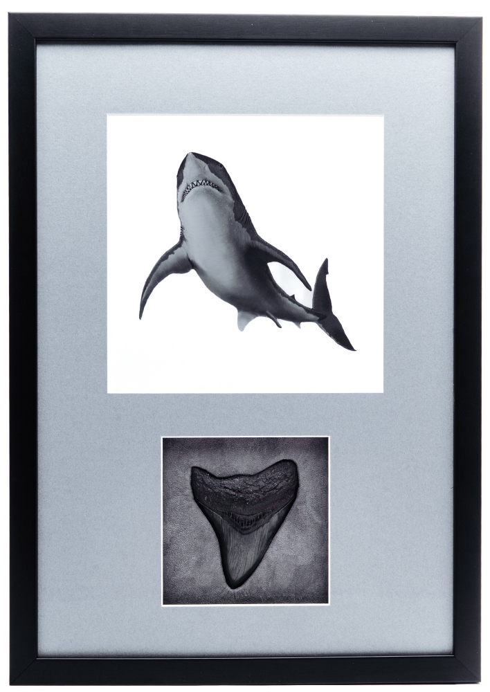 Панно с зубом мегалодона 9,5 см