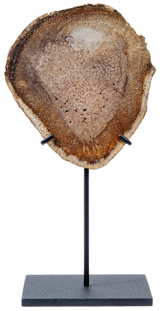 Древовидный папоротник Tietea singularis 