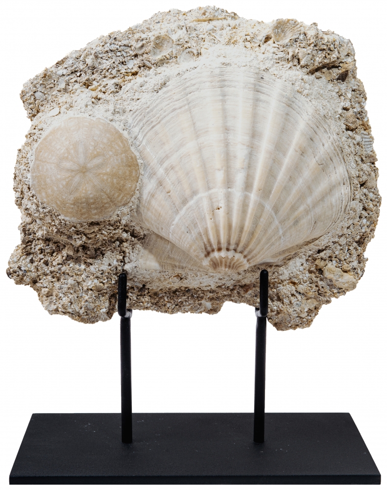 Морской гребешок Gigantopectens sp. и морской еж Scutella sp.