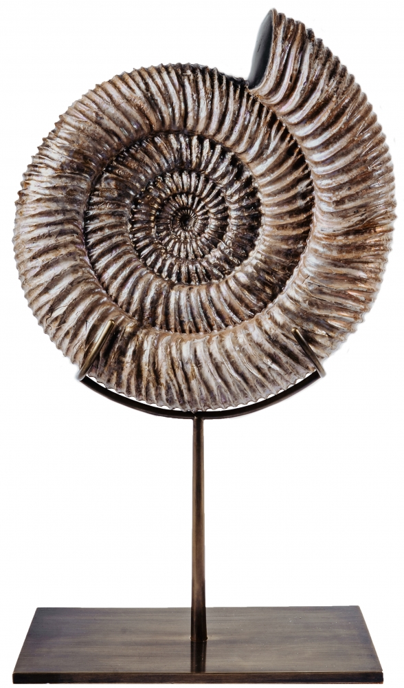 Аммонит Speetoniceras versicolor