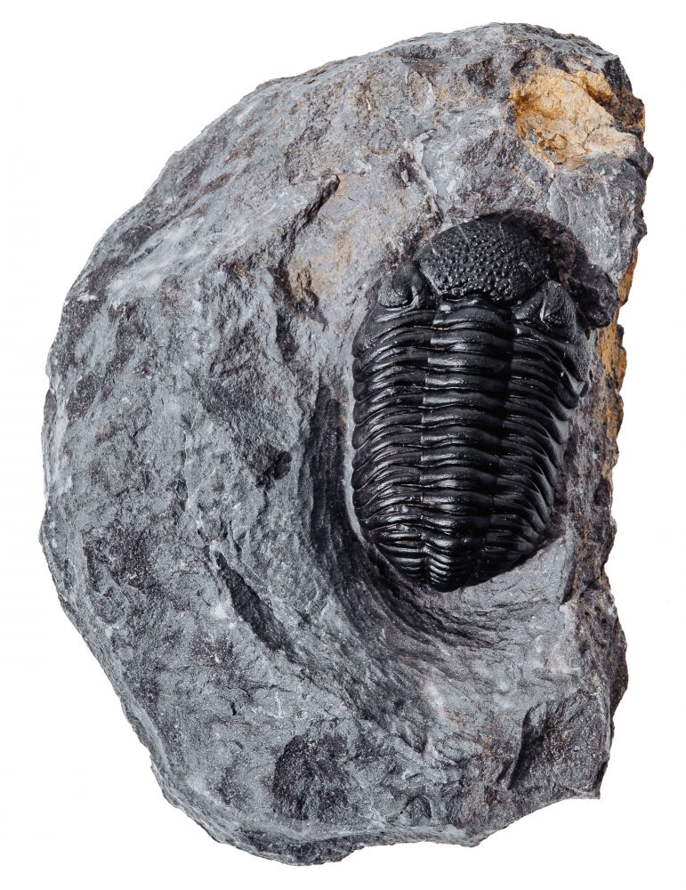 Трилобит Barrandeops sp.
