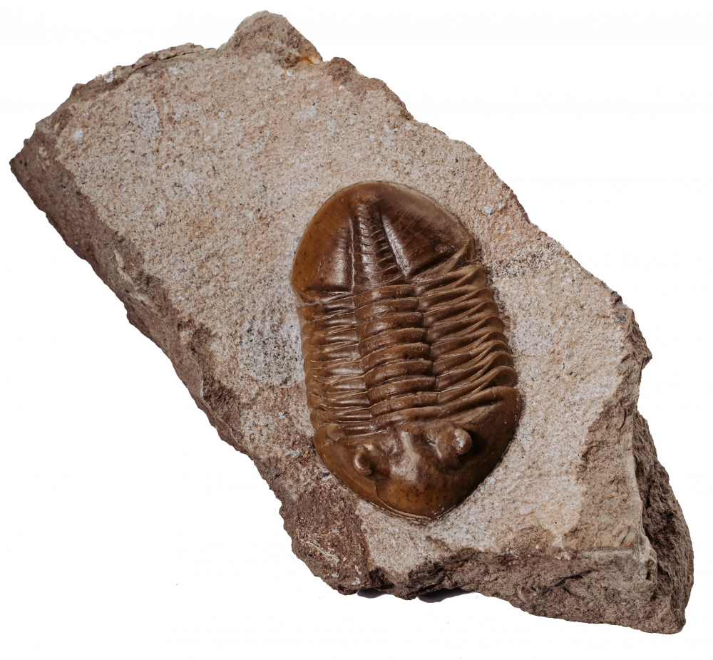 Трилобит Asaphus lepidurus 