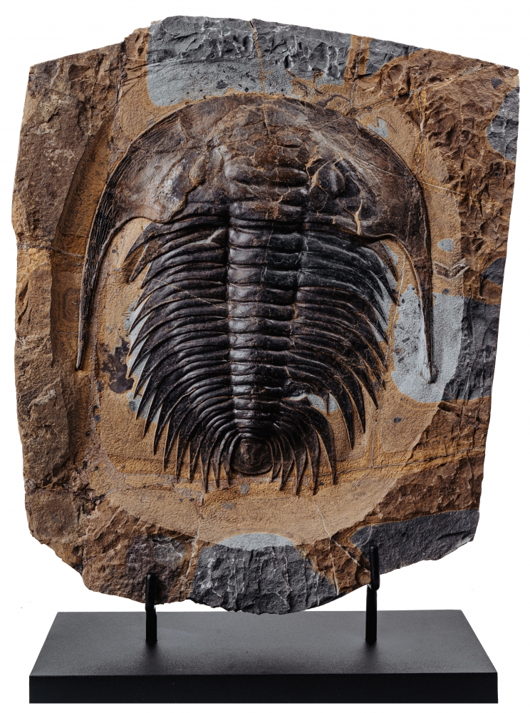 Трилобит Akadoparadoxides sp.