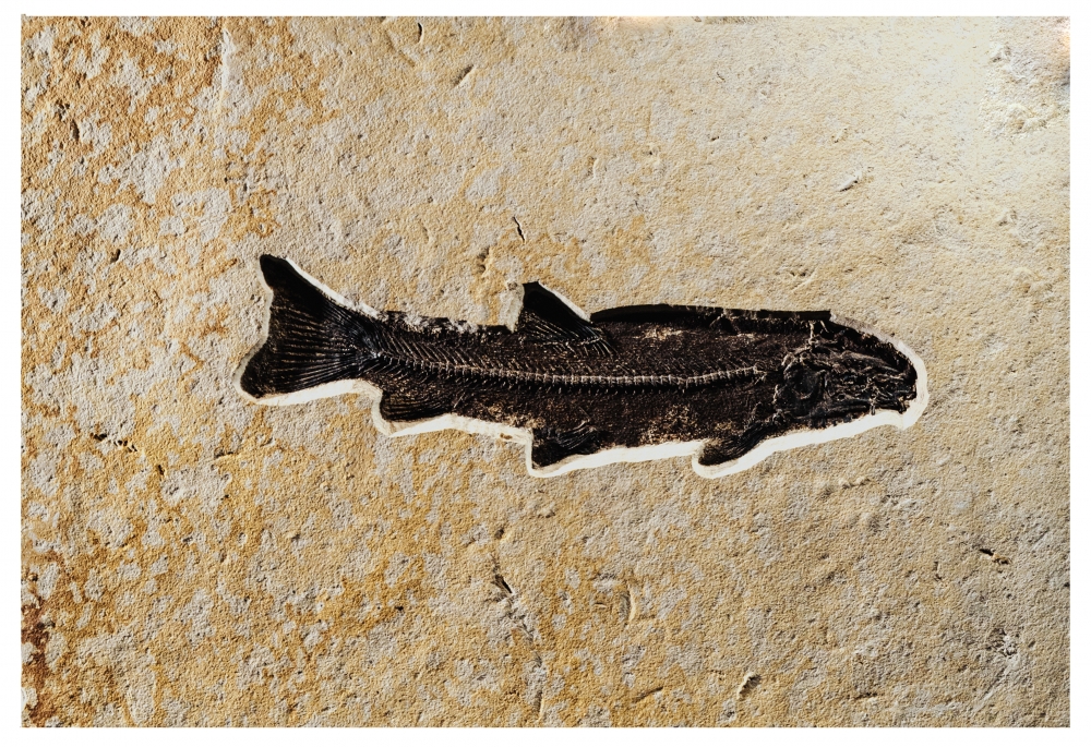 Рыба Notogoneus sp.