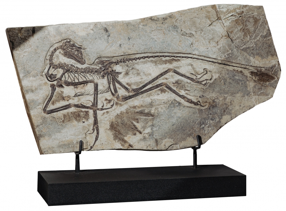 Скелет динозавра Anchiornis huxleyi