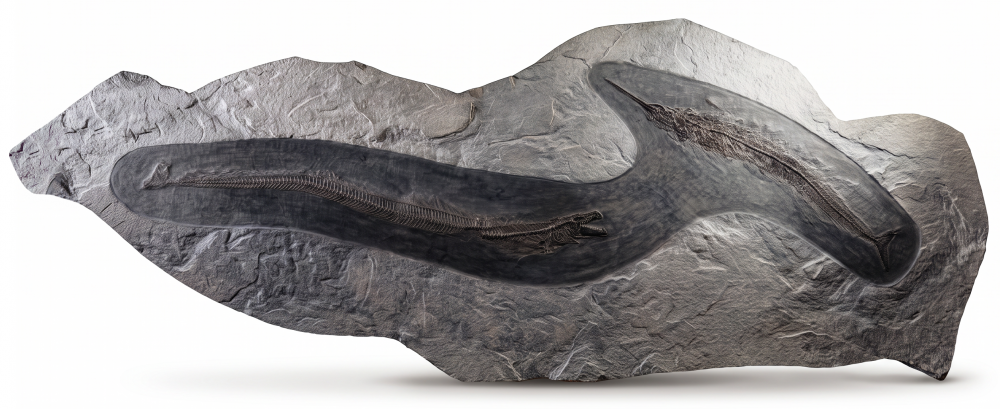 Рыбы Palaeorhynchus sp. и Lepidopus sp.