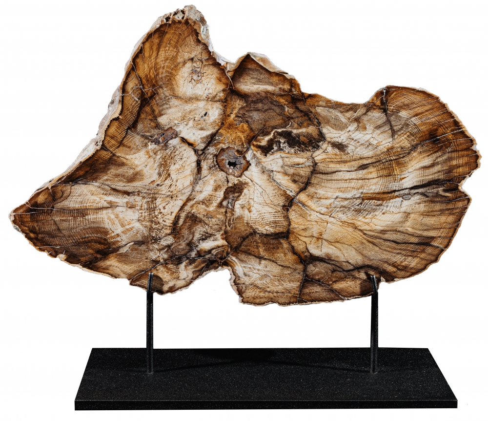 Окаменелый дуб Quercus sp.