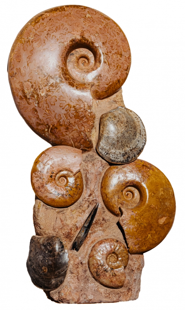 Аммониты Нammatoceras sp.