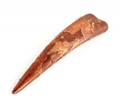 Зуб птерозавра Siroccopteryx marocensis