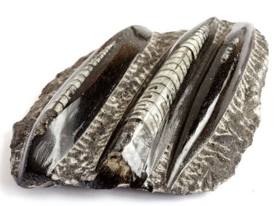 Раковины Orthoceras sp.