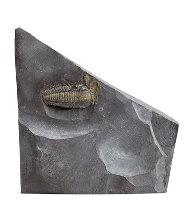 Трилобиты Triarthus eatoni