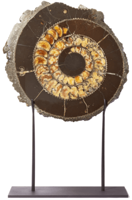 Аммонит Speetoniceras Versicolor 