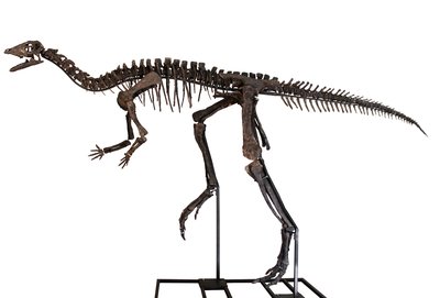 Скелет динозавра Dryosaurus sp.