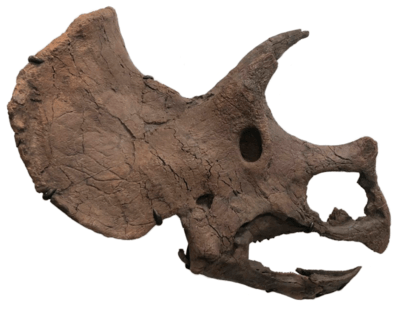 Череп динозавра Triceratops prorsus