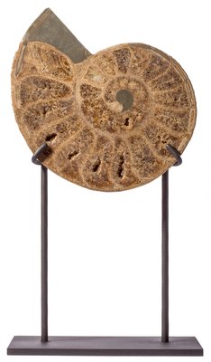 Аммонит Parahoplites sp. 