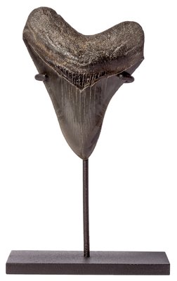 Зуб мегалодона 10,8 см музейного качества