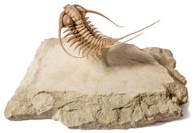 Трилобит Paraceraurus exsul