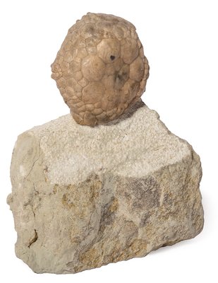 Цистоидея Protocrinites