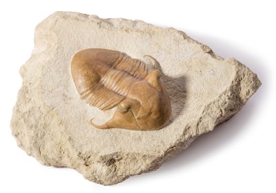 Окаменелости трилобитов купить в магазине Paleohunters