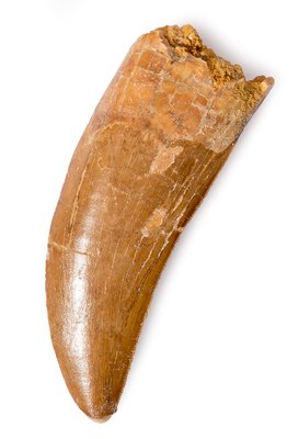 Зуб динозавра Carcharodontosaurus saharicus