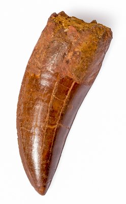 Зуб динозавра Carcharodontosaurus saharicus