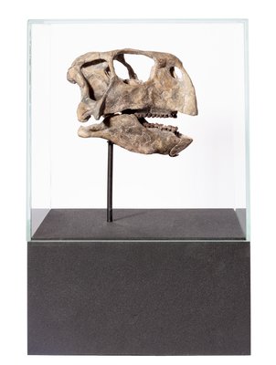 Череп динозавра Psittacosaurus sp.
