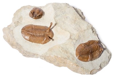 Окаменелости трилобитов купить в магазине Paleohunters