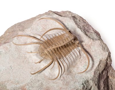 Трилобит Boedaspis ensifer