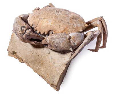 Краб Harpactocarcinus quadrilobatus