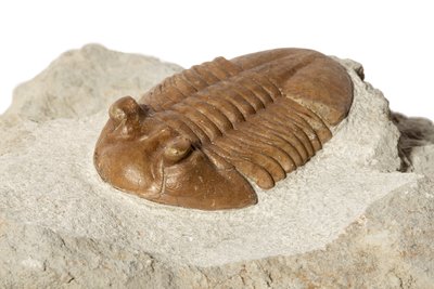 Трилобит Asaphus kotlukovi 
