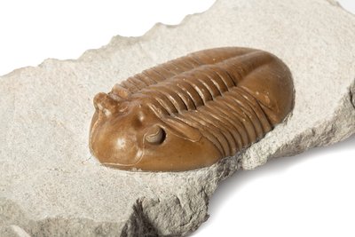 Трилобит Asaphus lepidurus 