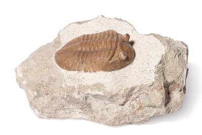 Трилобит Asaphus lepidurus 