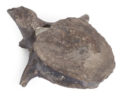 Позвонок Hypacrosaurus vertebrae