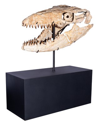 Череп мозазавра Prognathodon overtoni