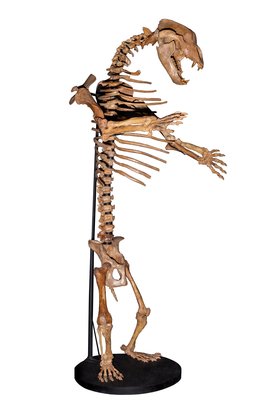 Пещерный медведь Ursus spelaeus