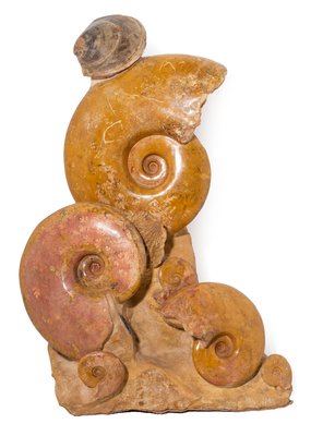 Аммониты Нammatoceras sp.