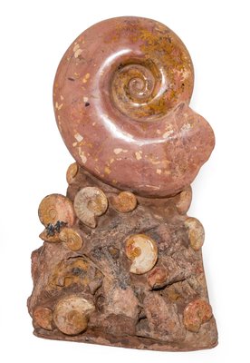 Аммониты Нammatoceras sp.