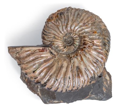 Аммонит Deshayesites sp. 
