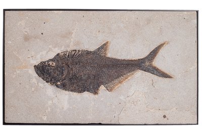 Рыба Diplomystus sp.