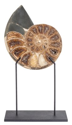 Аммонит Parahoplites sp. 