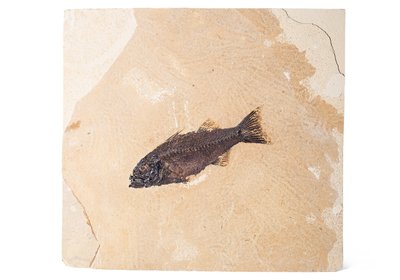 Рыба Mioplosus labracoides
