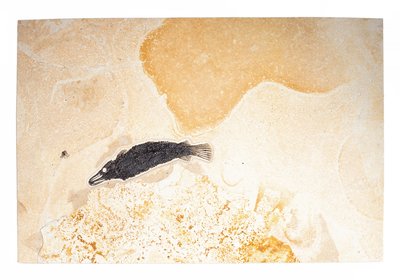 Рыбы Atractosteus lapidosteus