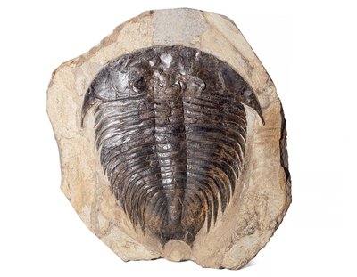 Марокканский трилобит Dikelocephalina brenchleyi