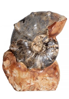 Аммонит Mammites nodosoides