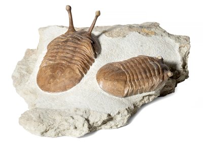 Трилобиты Asaphus kowalewskii и Asaphus holmi