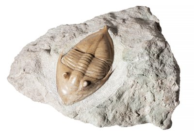 Трилобит Megistaspidella triangularis